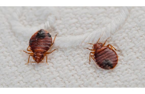 What lives in your mattress